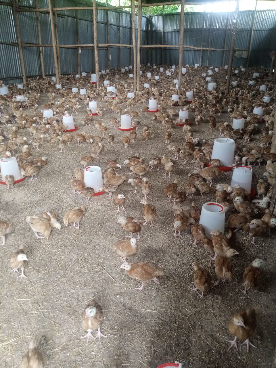 Poultry rearing enterprise